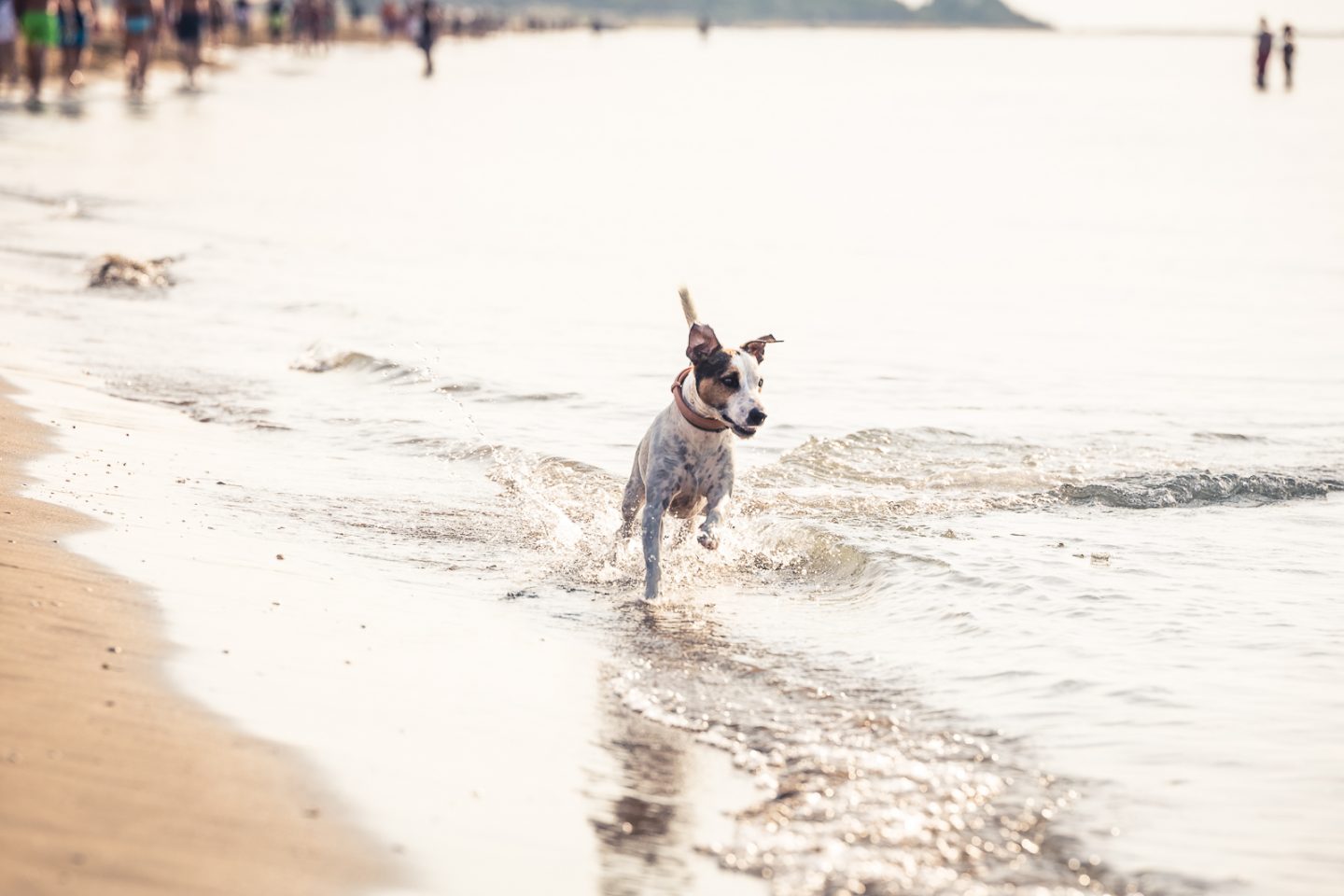 vacanza con il cane