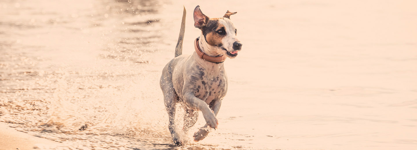 Vacanze al Mare con il Cane
