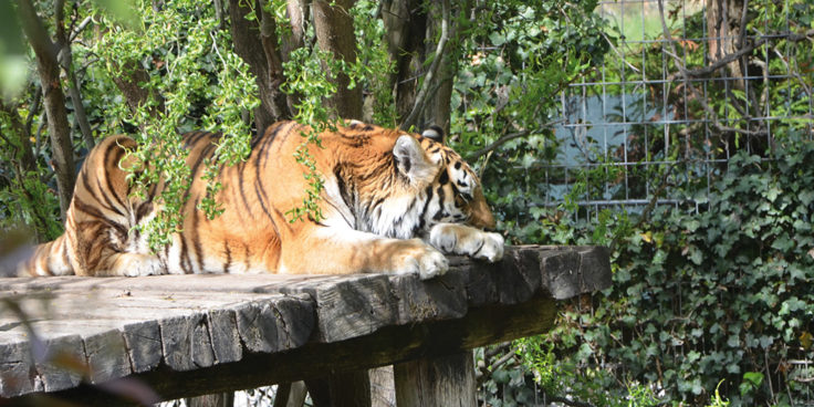 Parco Zoo Punta Verde thumbnail