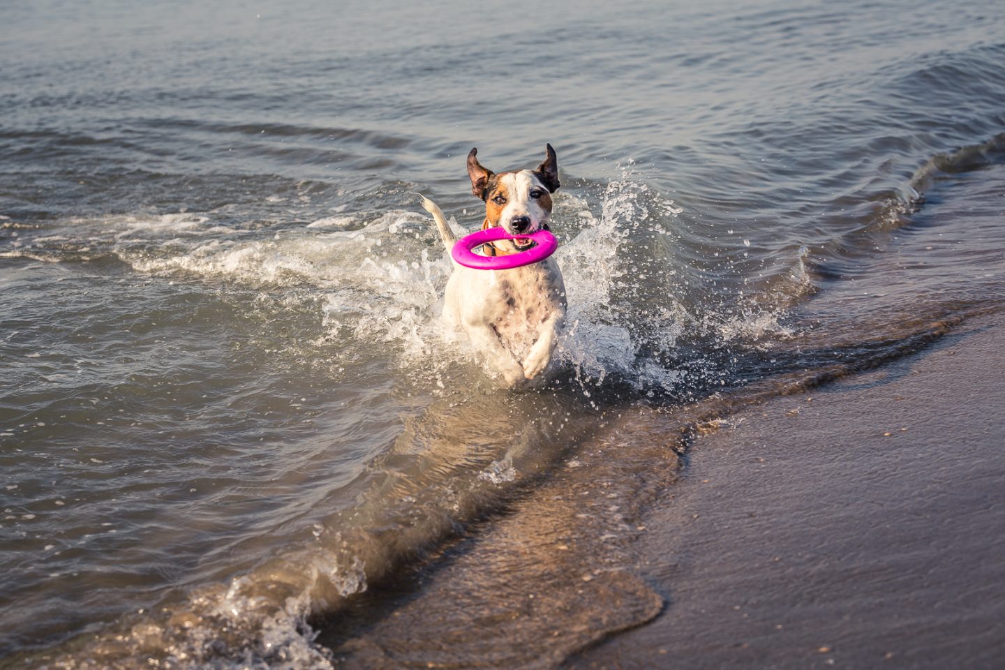 Vacanze con il cane