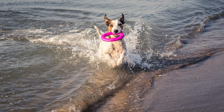 Holiday with the dog thumbnail