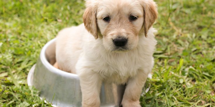 Ambulatorio Veterinario Bibionese thumbnail