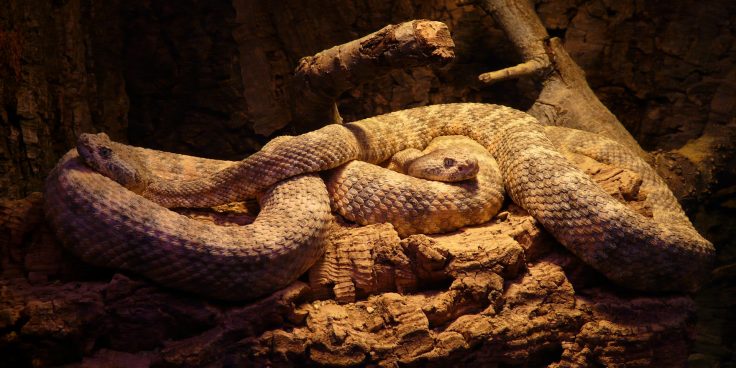 Taygor Live Reptiles thumbnail