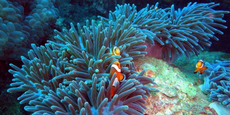 Sea Life thumbnail