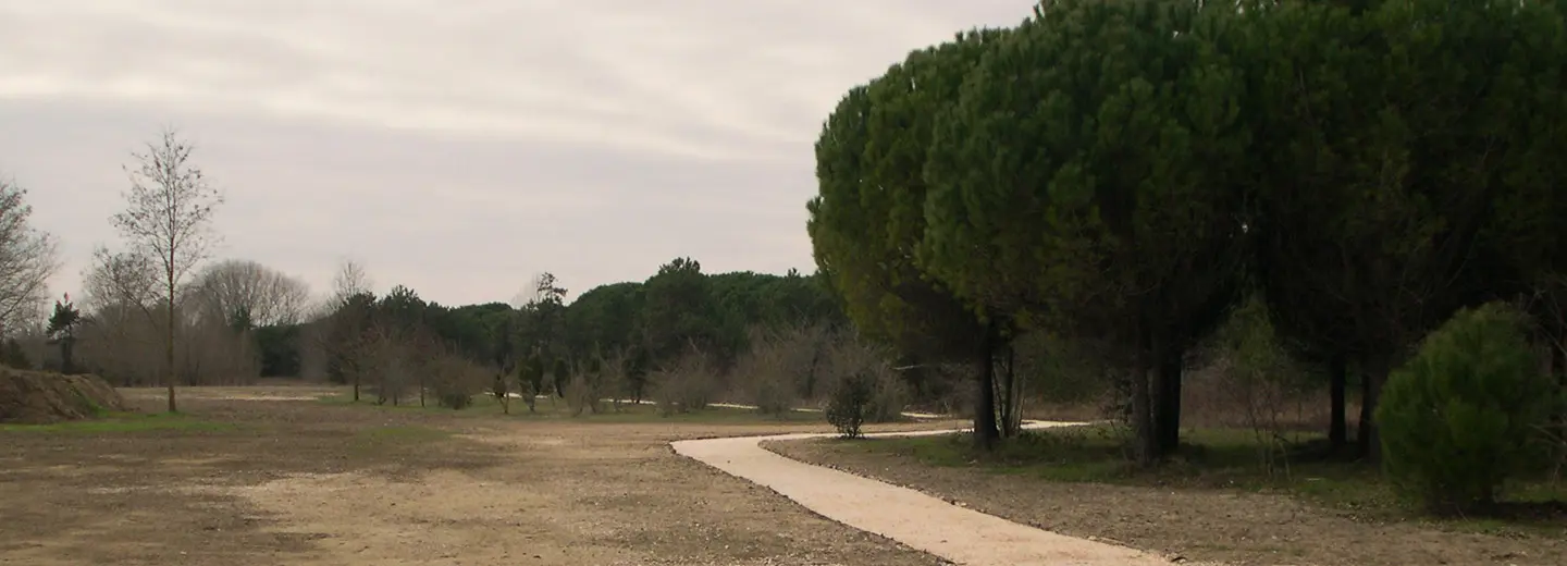 paesaggio naturale con alberi e una stradina