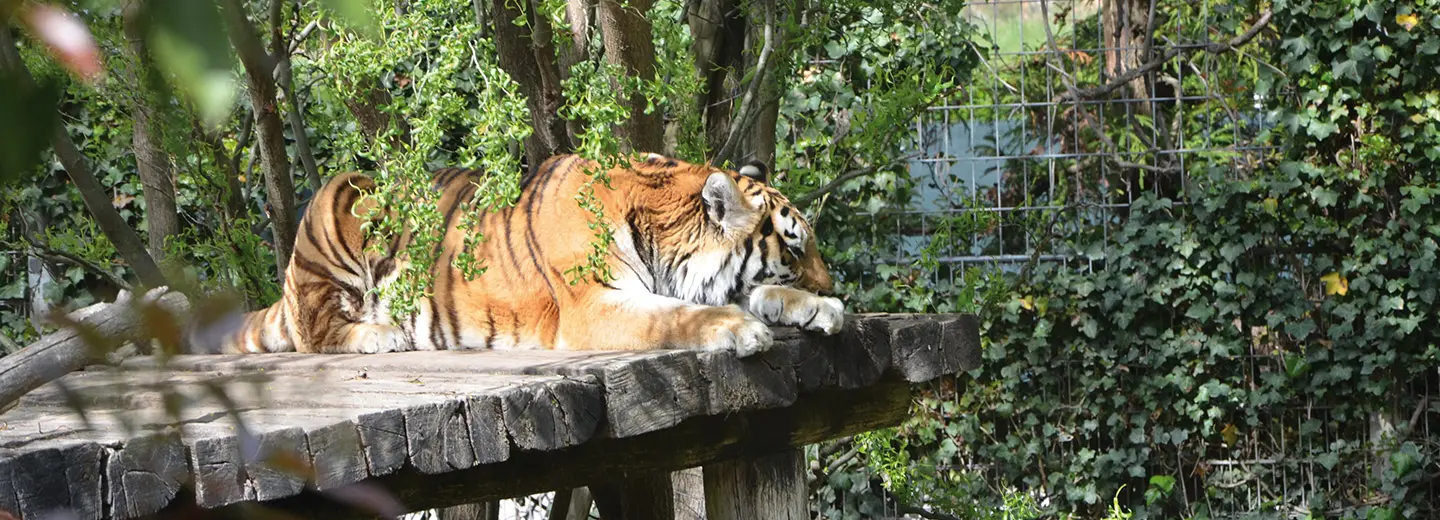 Parco Zoo Punta Verde